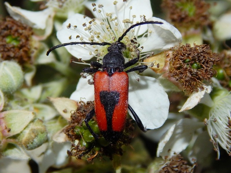 Stictoleptura cordigera (Cerambycidae)